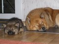 basko (1)